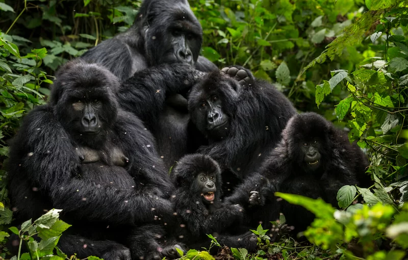 Expert Tips for Gorilla Trekking in Rwanda
