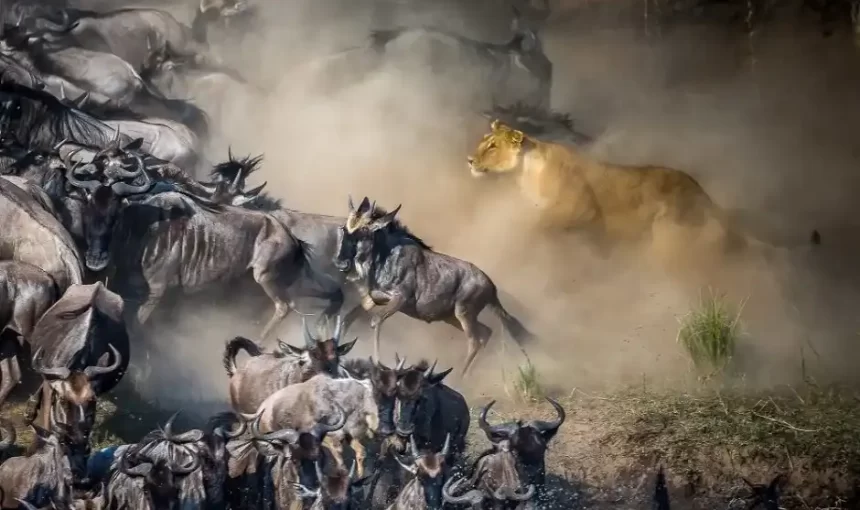 Best Time to See the Wildebeest Migration in Serengeti