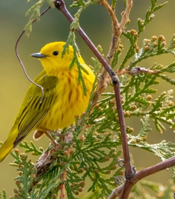 4fcd12e8058c487da3ef7649a8f62f73bbf4dc1e