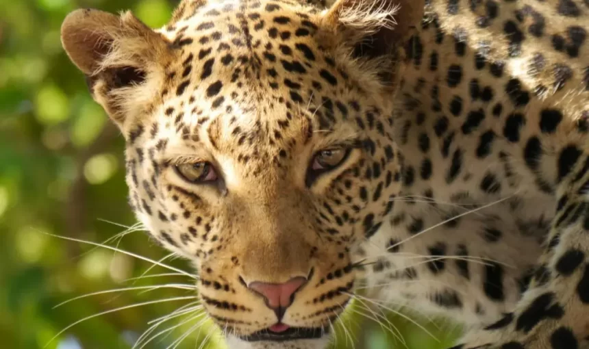 Affordable Luxury: What Makes Akira Safaris Different